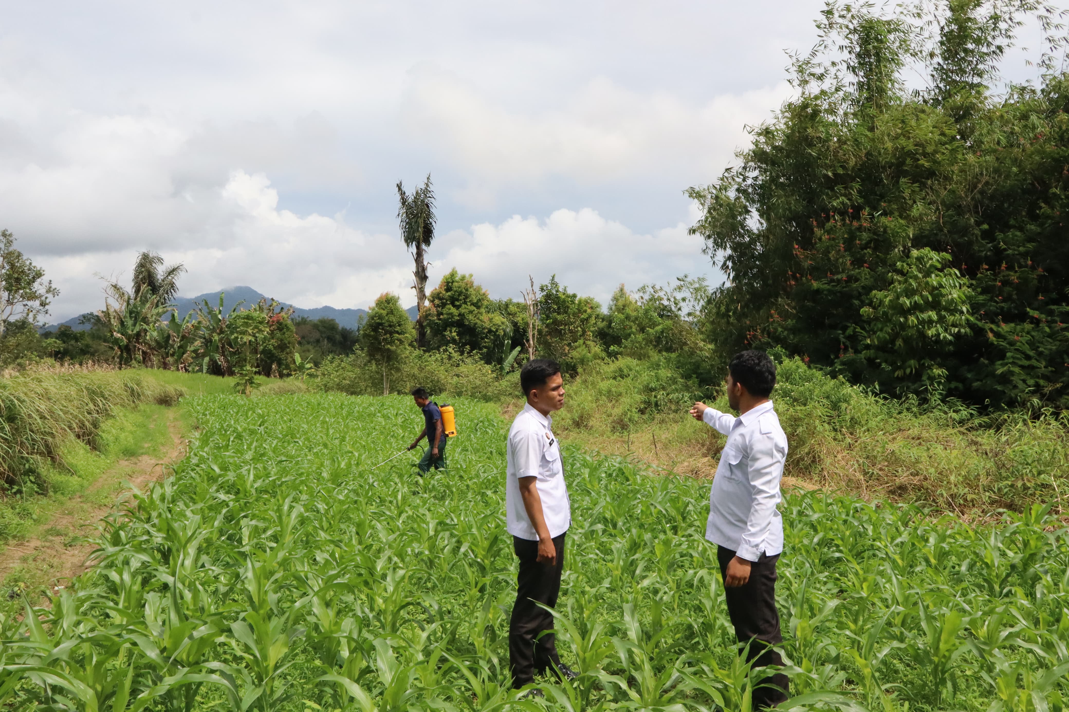 WBP Lapas Narkotika Kelas IIA Pematangsiantar Semprot Tanaman Jagung