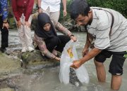 Wakil Wali Kota Pematangsiantar Herlina Menebar Bibit Ikan Nila
