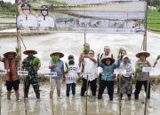 Wesly Silalahi  Tanam Padi Serentak  Lahan Persawahan Kelurahan Bah Sorma 