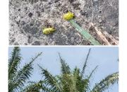 Ulat Api Mengganas di Kebun Sawit PTPN IV Unit Mayang, Terancam Gagal Produksi