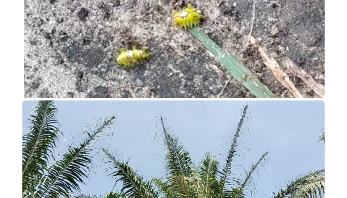 Ulat Api Mengganas di Kebun Sawit PTPN IV Unit Mayang, Terancam Gagal Produksi