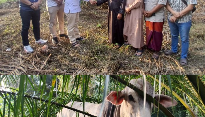 H. SUGIAT SANTOSO Wakil Ketua Komisi XIII DPR RI Serahkan Hewan Kurban ke Pondok Persulukan Tuan Guru Batak di Simalungun