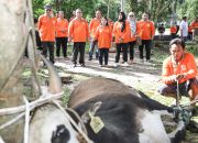 Wali Kota Pematangsiantar Saksikan Penyembelihan Hewan Kurban, Ajak Warga Tingkatkan Toleransi