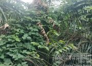 Dugaan Korupsi Pemeliharaan Kebun Sawit: TM1 PTPN IV Marihat Dibiarkan Dikuasai Gulma