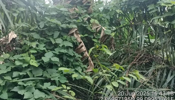Dugaan Korupsi Pemeliharaan Kebun Sawit: TM1 PTPN IV Marihat Dibiarkan Dikuasai Gulma