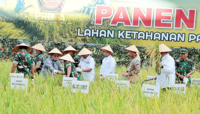 Bupati Simalungun dan Wakil Bupati Ikuti  Panen Raya Padi Sawah Kodam I/BB