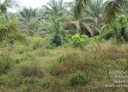 Kondisi Memprihatinkan: Perawatan Kebun Sawit PTPN IV Unit Mayang Dinilai Kurang Maksimal