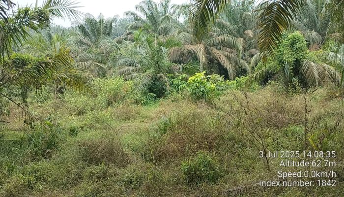 Kondisi Memprihatinkan: Perawatan Kebun Sawit PTPN IV Unit Mayang Dinilai Kurang Maksimal