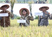 Wali Kota Pematangsiantar Dorong Swasembada Pangan, Panen Padi Bersama Poktan Damai Sejahtera