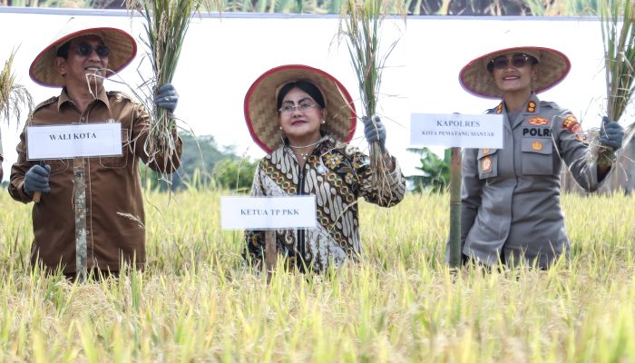Wali Kota Pematangsiantar Dorong Swasembada Pangan, Panen Padi Bersama Poktan Damai Sejahtera