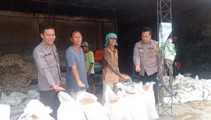 Dukung Program Presiden Prabowo, Polsek Bangun Aktif Bina Petani Jagung