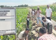 Inilah Penjelasan Pangulu Saat Trial di Nagori Bosar Bayu