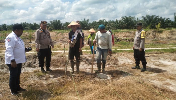 Polsek Tanah Jawa Tanam Jagung Bareng PTPN IV