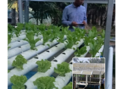 Program Hidroponik Desa S.5 Aek Nabara Tumbuh Subur, Warga Nikmati Sayuran Segar Tanpa Insektisida