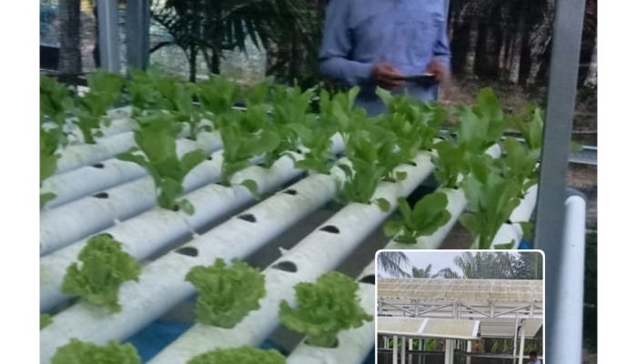 Program Hidroponik Desa S.5 Aek Nabara Tumbuh Subur, Warga Nikmati Sayuran Segar Tanpa Insektisida