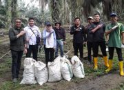 Gotong Royong Kutip Brondolan, Kebun Bah Birung Ulu Genjot Produksi