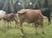 Program Pengadaan Lembu Desa S.5 Aek Nabara 2024 Berhasil, dari 7 Kini Menjadi 11 Ekor