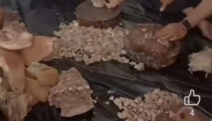 Acara Potong B2 di Sekolah Dairi Tuai Keresahan, Pemkab Ambil Tindakan