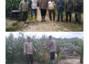Jelang Panen Raya, Kapolsek Tanah Jawa Tinjau 50 Hektare Lahan Jagung PTPN IV 