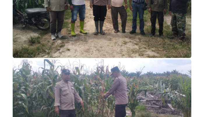 Jelang Panen Raya, Kapolsek Tanah Jawa Tinjau 50 Hektare Lahan Jagung PTPN IV 