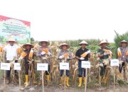 Polri Panen Raya Jagung Serentak di Simalungun