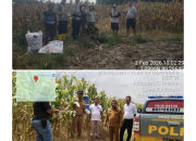 Program 1 Polisi 1 Hektare, Polres Simalungun Panen Jagung 30 Rante Dukung Ketahanan Pangan Nasional