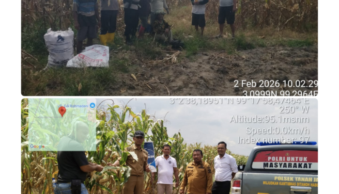 Program 1 Polisi 1 Hektare, Polres Simalungun Panen Jagung 30 Rante Dukung Ketahanan Pangan Nasional