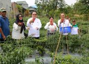 Wesly Silalahi Panen Cabai Merah di Lahan Petani Bukit Ono Lala