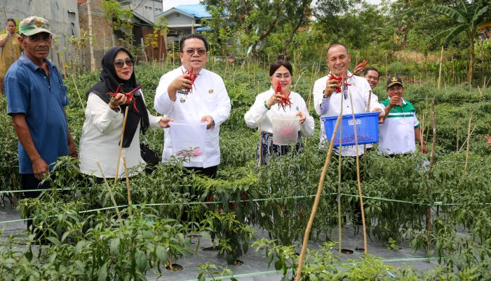 Wesly Silalahi Panen Cabai Merah di Lahan Petani Bukit Ono Lala