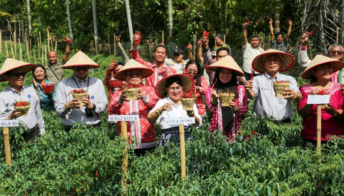 Wali Kota Pematangsiantar Panen Perdana Cabai Program Contract Farming