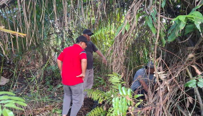 Polsek Bilah Hilir Gerebek Sarang Narkoba di Negeri Lama, Pondok di Perkebunan Sawit Dirobohkan