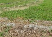 150 Hektare Sawah di Simalungun Kekeringan, Petani Gagal Tanam