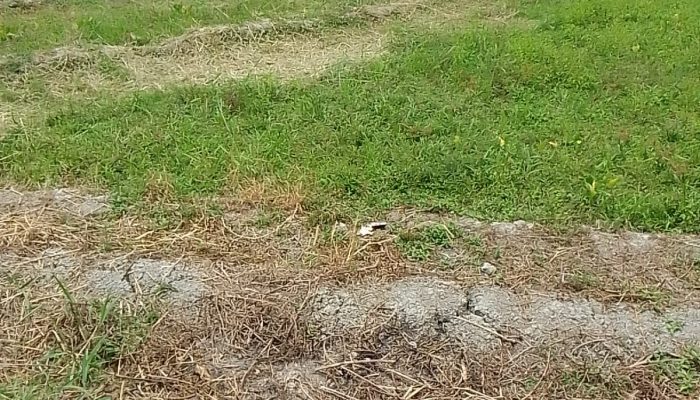 150 Hektare Sawah di Simalungun Kekeringan, Petani Gagal Tanam