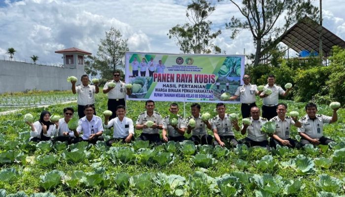 Warga Binaan Rutan Sidikalang Berhasil Panen Kubis
