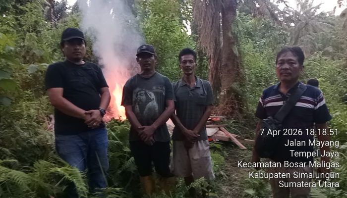 Polsek Bosar Maligas Gerebek dan Bakar Lapak Narkoba 