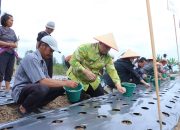 Vandiko Gultom Turun ke Lahan, Samosir Genjot Produksi Bawang Putih