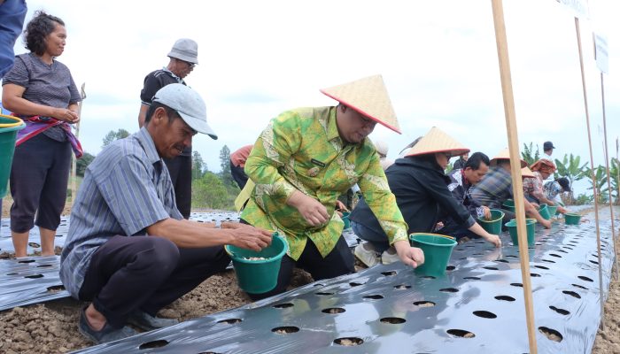 Vandiko Gultom Turun ke Lahan, Samosir Genjot Produksi Bawang Putih