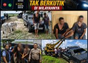 Kapolsek Dolok Batu Nanggar Pimpin Langsung Pengamanan TKP: Dua Pencuri Lembu Pakai Mobil Sedan Tak Berkutik di Wilayahnya