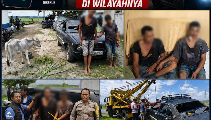 Kapolsek Dolok Batu Nanggar Pimpin Langsung Pengamanan TKP: Dua Pencuri Lembu Pakai Mobil Sedan Tak Berkutik di Wilayahnya