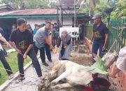 PTPN IV Bah Birung Ulu Sembelih 12 Hewan Kurban