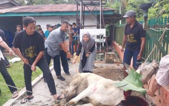 PTPN IV Bah Birung Ulu Sembelih 12 Hewan Kurban