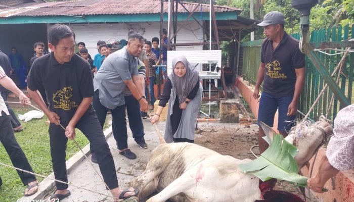 PTPN IV Bah Birung Ulu Sembelih 12 Hewan Kurban