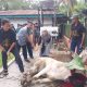 PTPN IV Bah Birung Ulu Sembelih 12 Hewan Kurban