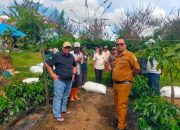 Kementan Survei Produktivitas Kopi Arabika di Tapanuli Utara