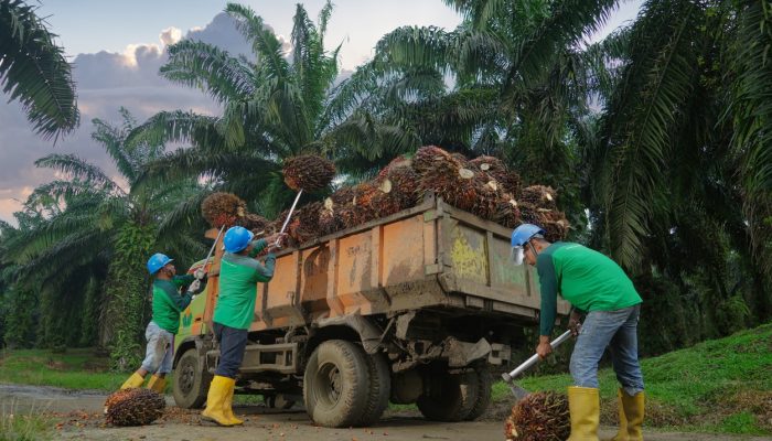 Produksi Tumbuh Dua Digit, Kebun Bah Birung Ulu Perkuat Transformasi dan Pemberdayaan Masyarakat
