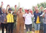 Bupati Simalungun Panen Raya Cabai Lokal Siboras