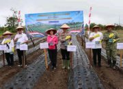 Dairi Ikut Tanam Bawang Putih Serentak, Dukung Swasembada Nasional