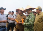 Bupati JTP Tanam Jagung di Kawasan Pertanian Terpadu Sijaba