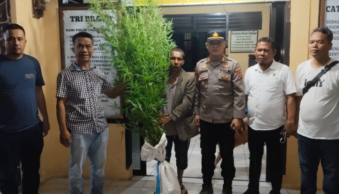 12 Batang Ganja Diamankan dari Ladang Warga di Simpang Raya Dasma